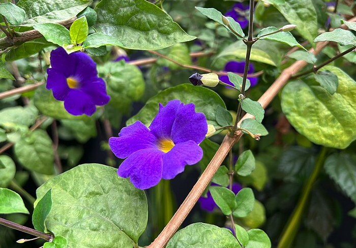 立鶴花容易被哪些害蟲影響?