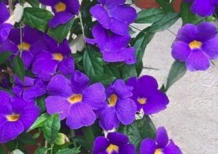 立鶴花可以分株栽培嗎?