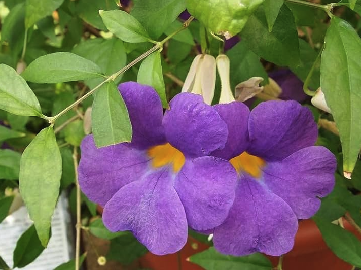 立鶴花需要催芽嗎-播種后如何提升出芽率?