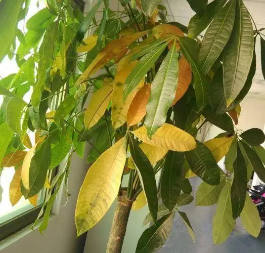 發財樹一天比一天黃怎么辦?