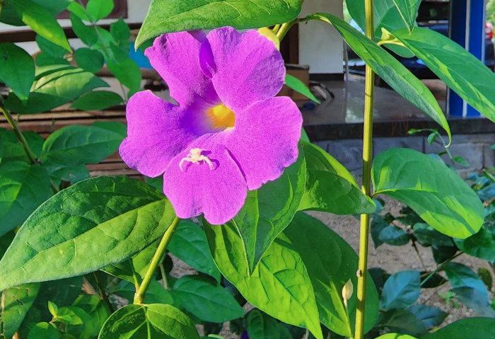 立鶴花壽命多久,能長(zhǎng)多大?