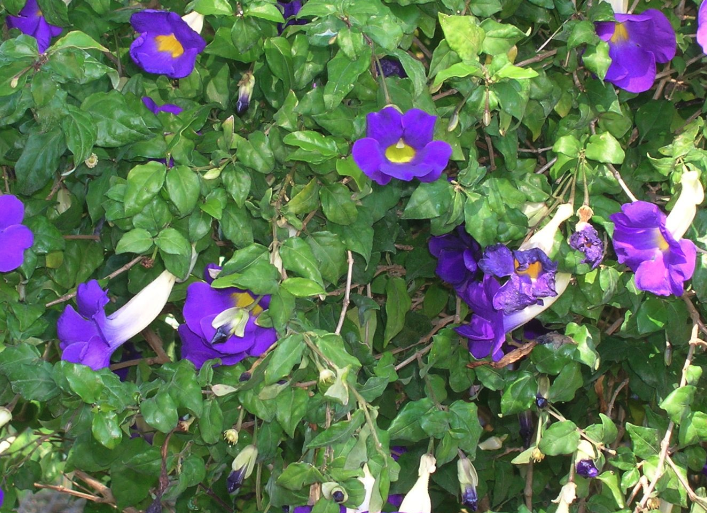 立鶴花耐旱嗎?