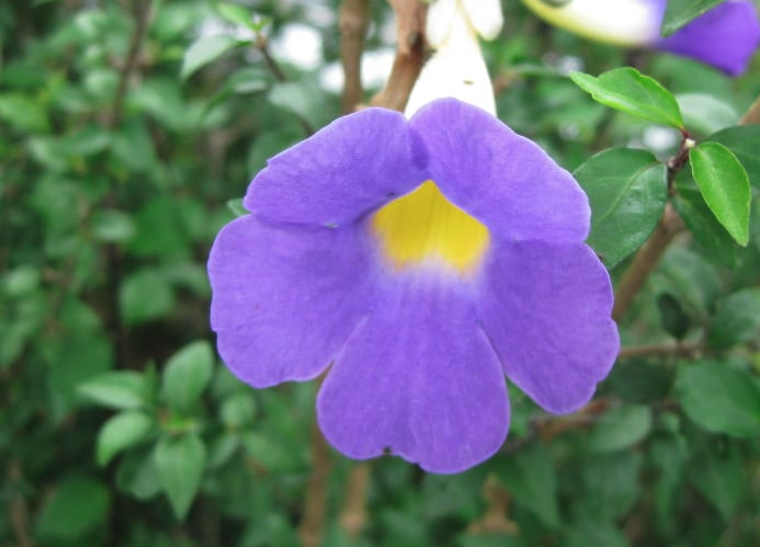 立鶴花的生態習性?