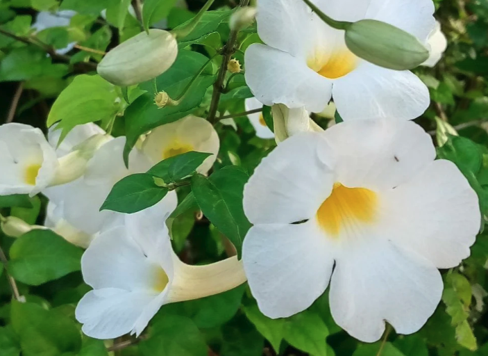 立鶴花的花朵形態特點?