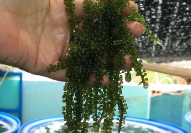 長莖葡萄蕨藻怎么采摘?