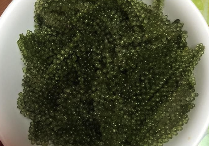 長莖葡萄蕨藻的生態價值介紹?