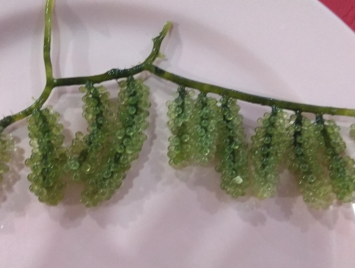 長莖葡萄蕨藻的生態(tài)價值怎么樣?