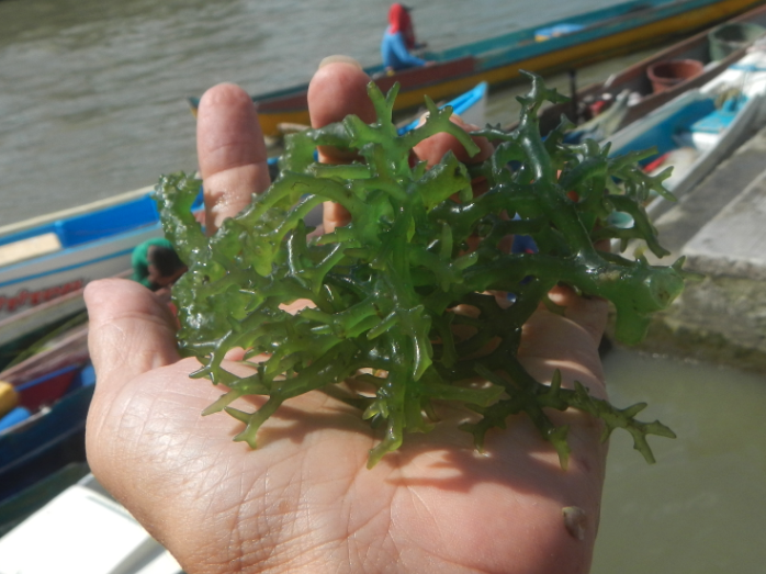 長莖葡萄蕨藻的生態(tài)價值怎么樣?