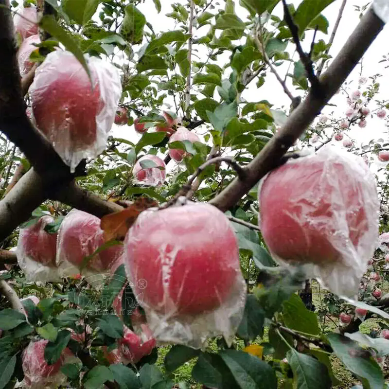 蘋果種植技巧之蘋果套膜袋和紙袋有什么區別?