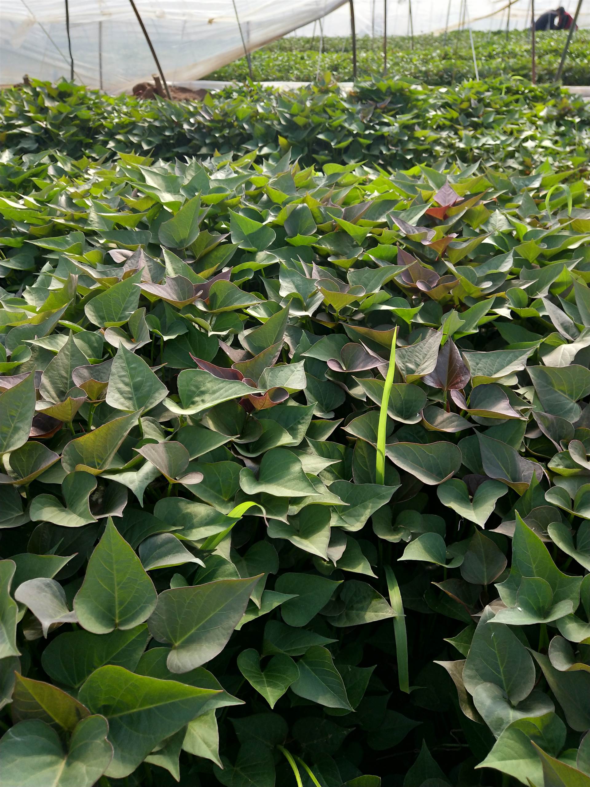紅薯種植技巧之紅薯育苗多少天可以栽種?