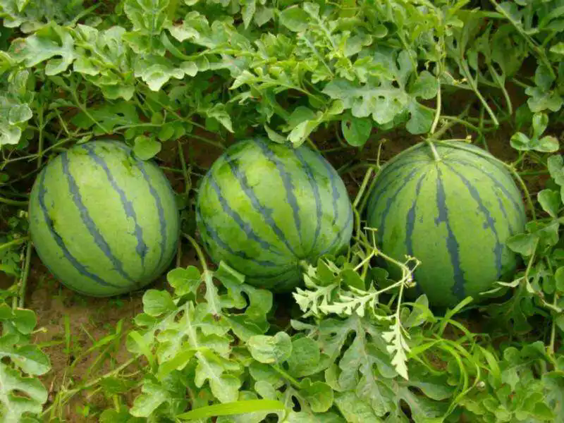 西瓜種植技巧之西瓜種植什么土壤最好?