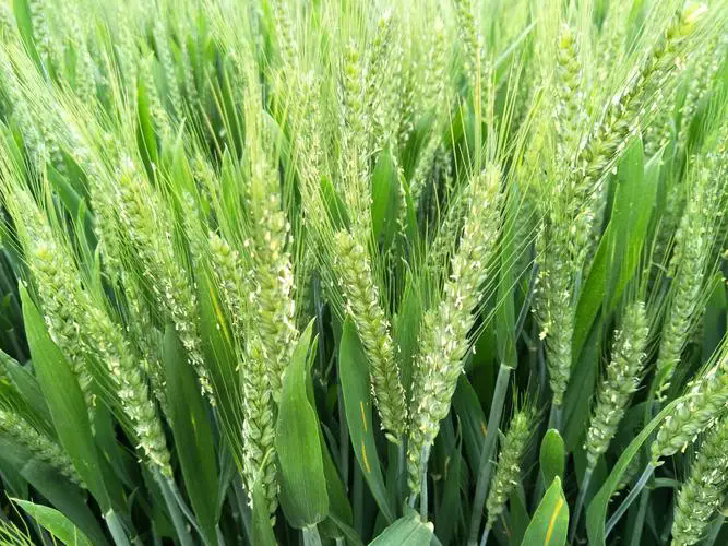 <b>小麥種植技巧之春季小麥施肥什么時候最合適？</b>