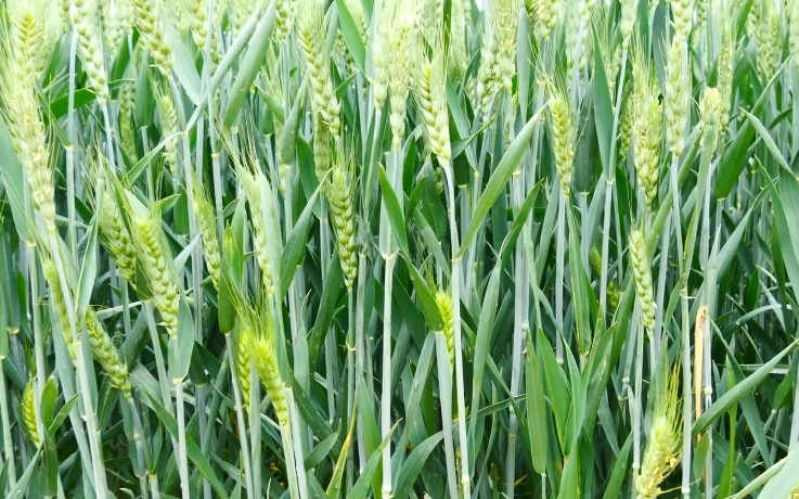小麥種植技巧之春季小麥施肥什么時候最合適?