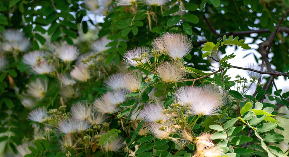 羽毛花是什么樣的花卉?含有毒素嗎?