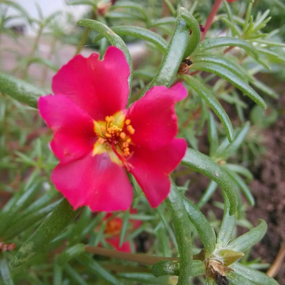 太陽花打蔫怎么做養(yǎng)護管理措施?
