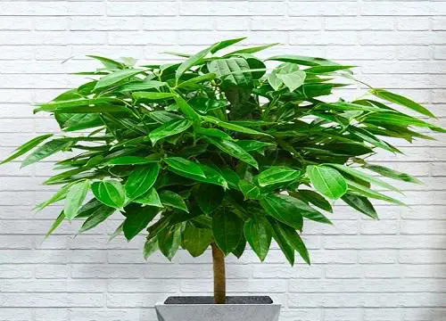 平安樹的繁殖方法,詳解平安樹的播種和扦插的兩種繁殖方法
