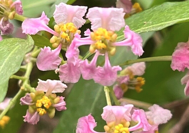 光葉黃褥花的抗病能力如何?