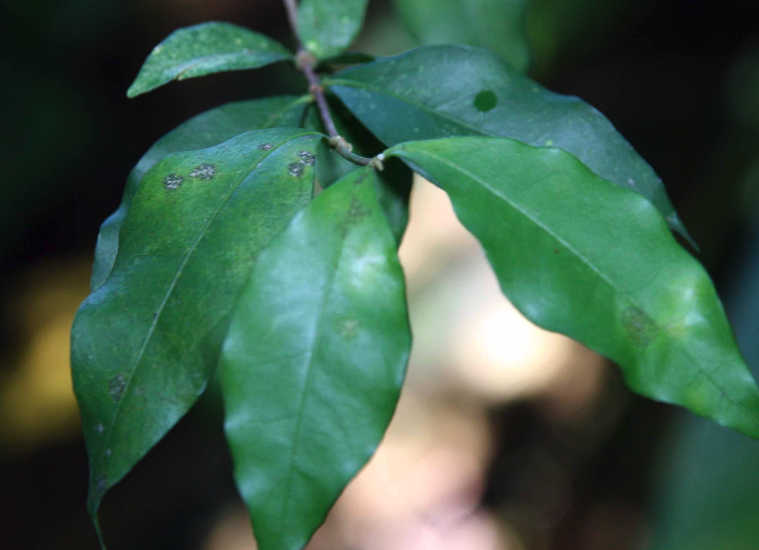 光葉黃褥花可以在高海拔地區(qū)種植嗎?