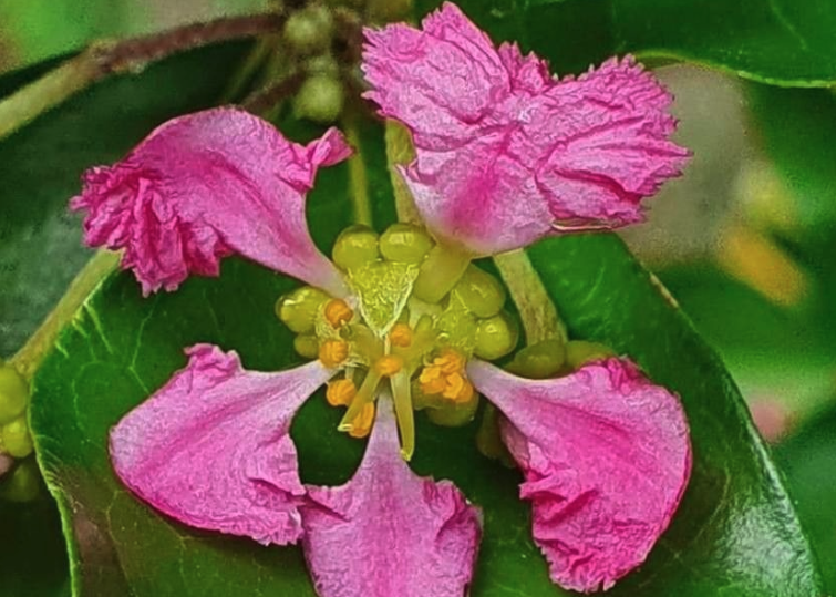 光葉黃褥花開花的時(shí)機(jī)花期?