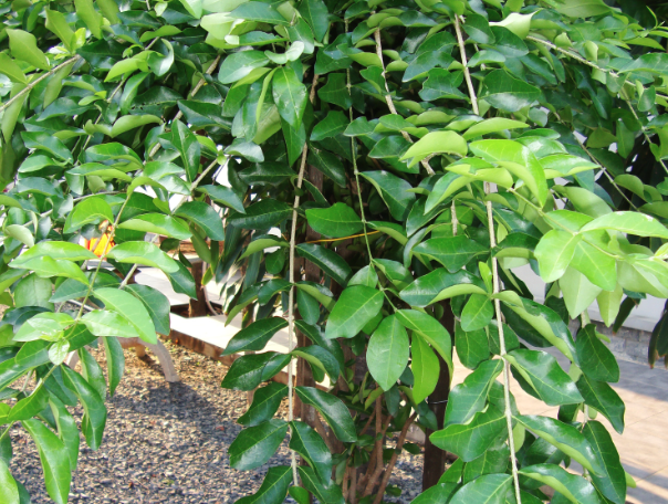 光葉黃褥花對生長環(huán)境有什么要求?