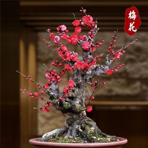 <strong>盆栽梅花種后養護非常關鍵，家庭盆栽梅花的種植方法</strong>