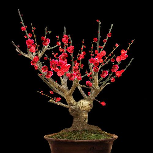 盆栽梅花種后養(yǎng)護非常關(guān)鍵,家庭盆栽梅花的種植方法