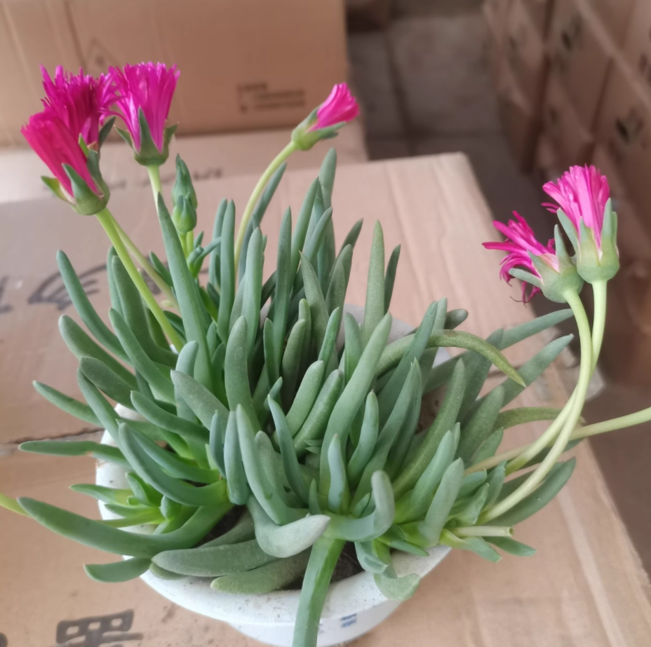 奔龍多肉怎么養護?奔龍開花后怎么修剪