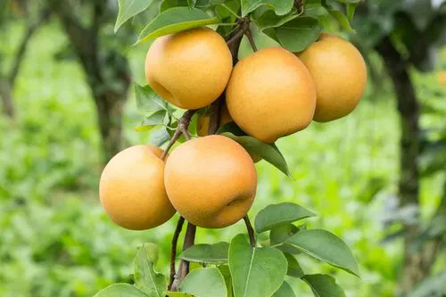 果樹夏季徒長新芽怎么辦?果樹夏季修剪的方法分享