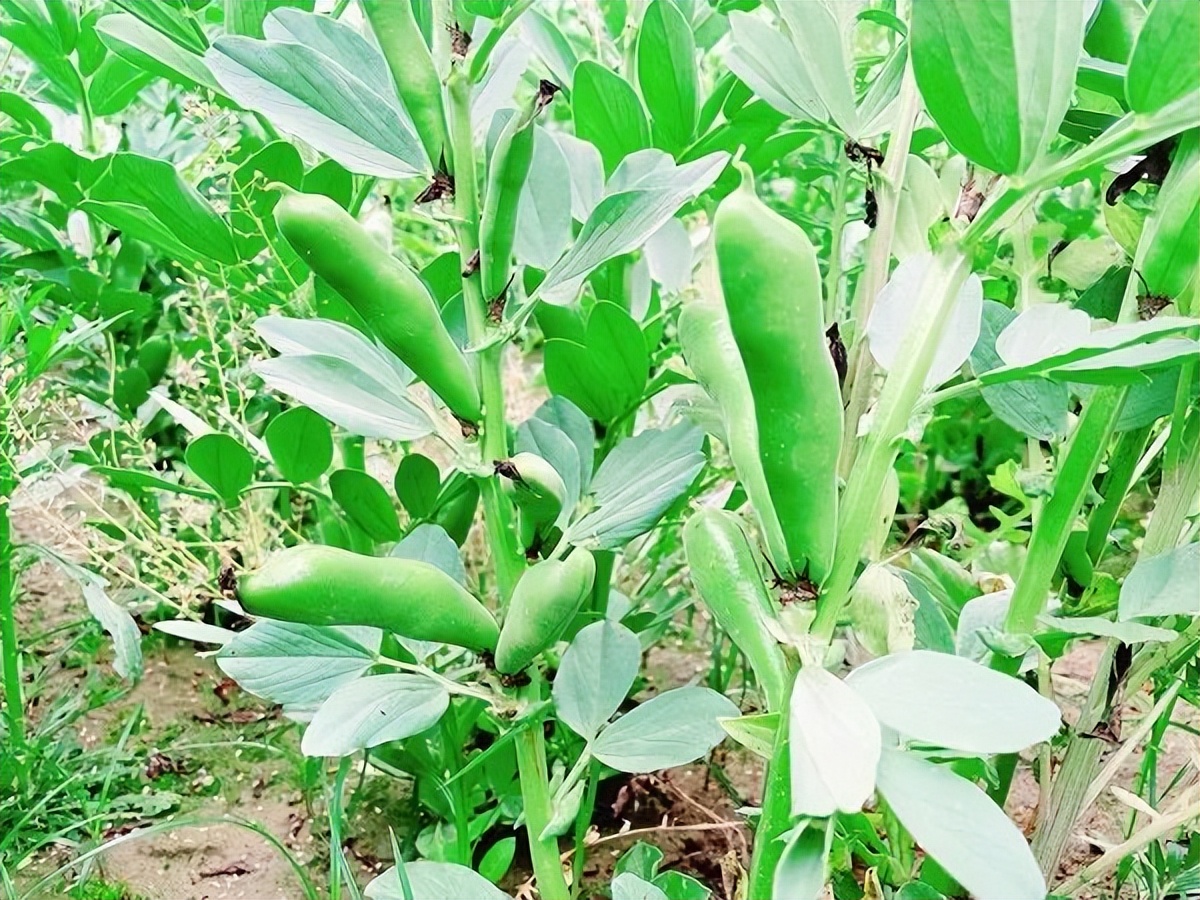 蠶豆怎么種?蠶豆種植技術(shù)要點分享