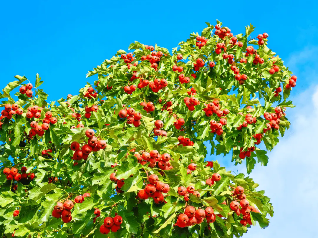山楂樹患上蟲害怎么辦?山楂樹常見蟲害的特點和防治方法。