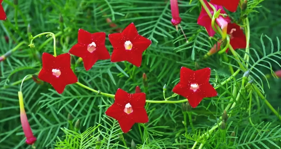 橙紅蔦蘿感染霜霉病的表現(xiàn)?