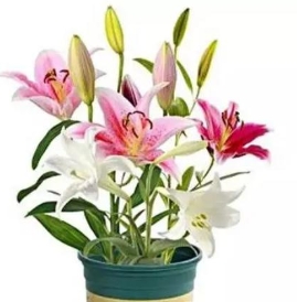 <b>百合花放臥室里太多了會不會中毒</b>