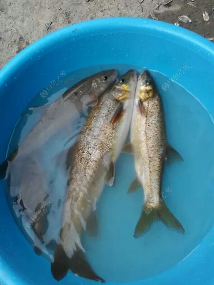 釣魚(yú)有什么技巧?什么魚(yú)餌大魚(yú)喜歡吃
