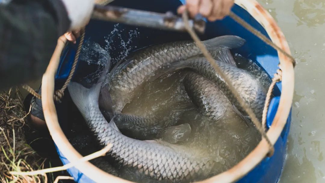 釣魚(yú)有什么技巧?什么魚(yú)餌大魚(yú)喜歡吃