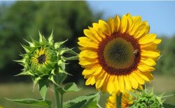 <b>夏季種什么花在天臺上好看極限四選一向日葵薔薇滿天星波斯菊</b>