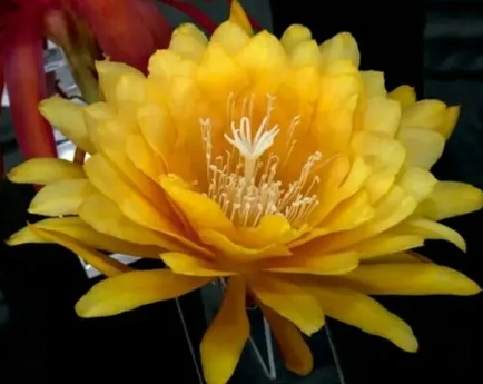 曇花有毒嗎?可以放臥室窗臺嗎?