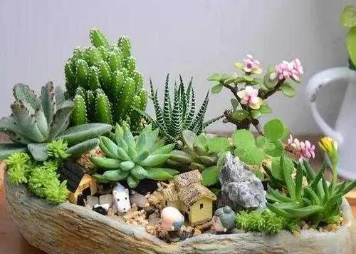 <strong>夏季多肉植物怎么澆水長的好？</strong>