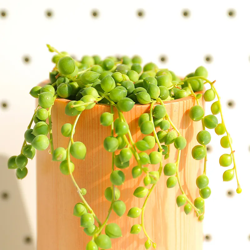 <strong>多肉佛珠怎么養才能飽滿通透？</strong>