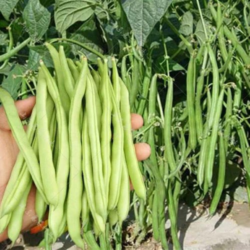 <strong>豆角種植產(chǎn)量低的原因是什么</strong>