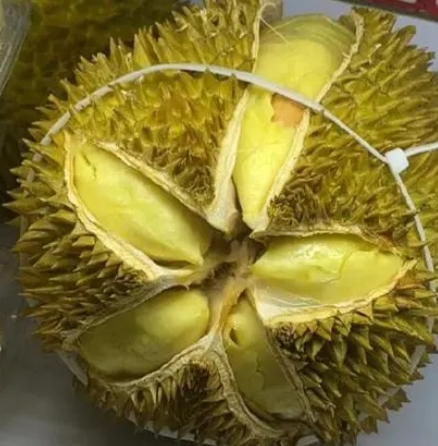 榴蓮在干旱的地方怎么種才能又大又好