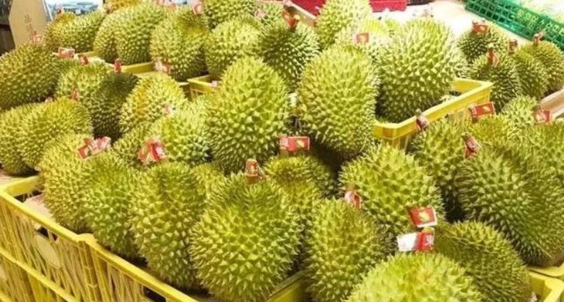 榴蓮在干旱的地方怎么種才能又大又好