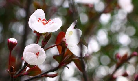 蝶形花科有哪些常見(jiàn)花卉?