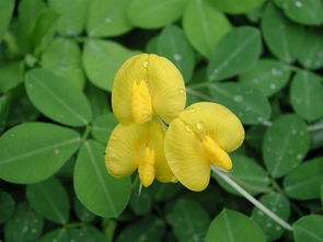 蝶形花科有哪些常見(jiàn)花卉?