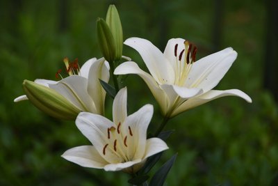 <b>食用百合高產栽培技術與管理要點有哪些</b>
