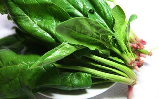 <b>菠菜種植技術和管理方法分享</b>