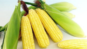 <b>夏玉米種植栽培管理技術要點分享</b>
