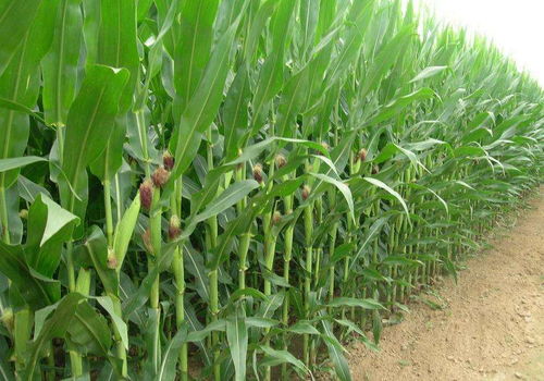 香菇玉米套種高產栽培技術與管理方法