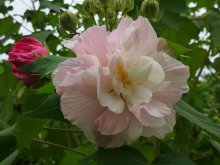 <b>芙蓉花可以放在客廳嗎？</b>