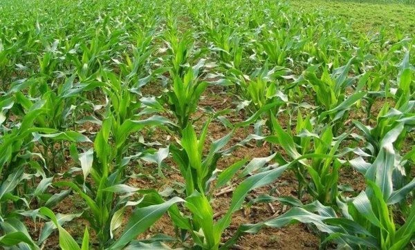 玉米密植化防倒伏技術種植方法和管理注意事項