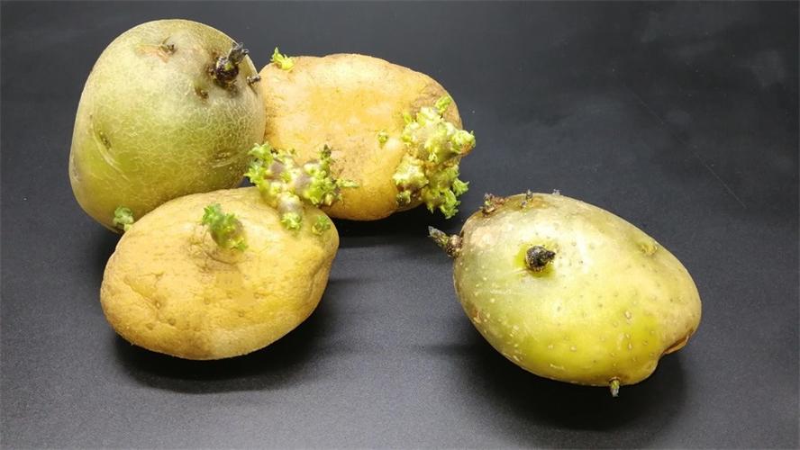 土豆發(fā)芽了可以切塊種在土里嗎?怎么種